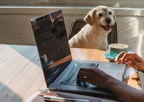 strategies to manage interruptions